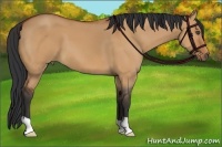 Horse Color:Bay Dun