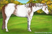 Horse Color:White Spotted Chestnut Sabino