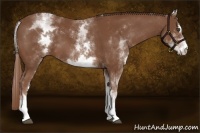 Horse Color:White Spotted Chestnut Sabino