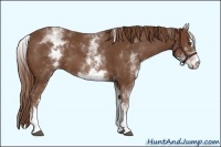 Horse Color:White Spotted Chestnut Sabino 