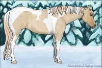 Horse Color:Palomino Roan Dun Tobiano