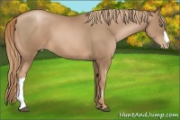 Horse Color:Liver Chestnut Pearl 