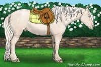 Horse Color:Gold Cream Champagne Pearl