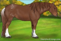 Horse Color:White Spotted Chestnut Sabino