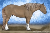 Horse Color:Chocolate Palomino 