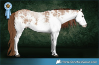 Horse Color:White Spotted Red Dun 