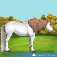 Horse Color:Red Dun Roan Splash Frame Rabicano 
