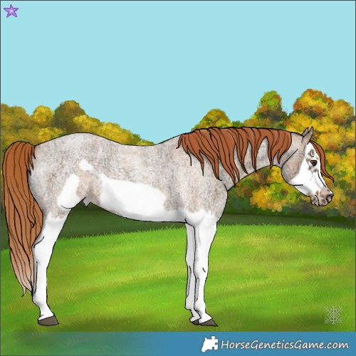 Horse Color:Red Dun Ice Roan Splash Frame Rabicano 