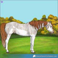 Horse Color:Red Dun Ice Roan Splash Frame Rabicano 