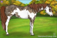 Horse Color:Red Dun Ice Roan Splash Frame Rabicano 