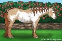 Horse Color:Red Dun Roan Splash Frame Rabicano 