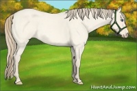 Horse Color:Perlino Roan Dun