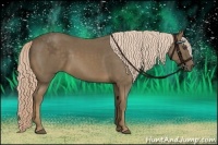 Horse Color:Chocolate Palomino 