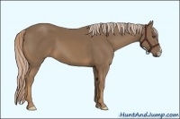 Horse Color:Chocolate Palomino 