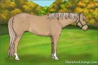 Horse Color:Palomino Roan 