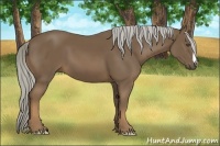 Horse Color:Unknown 