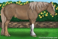 Horse Color:Chocolate Palomino 
