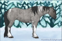 Horse Color:Grullo Roan Tobiano