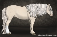 Horse Color:Cremello 