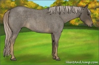 Horse Color:Chocolate Palomino Roan 