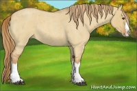 Horse Color:Red Dun Roan Splash Frame Rabicano