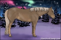 Horse Color:Chocolate Palomino 