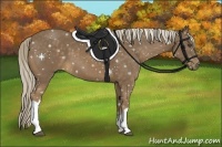 Horse Color:Chocolate Palomino 