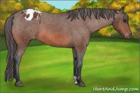 Horse Color:Bay Appaloosa 