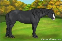 Horse Color:Black Splash