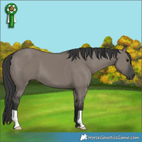 Horse Color:Grullo 