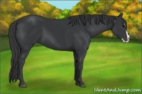 Horse Color:Black Splash Frame 