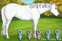 Horse Color:Gray Blue Roan 