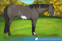 Horse Color:Smoky Grullo Frame 