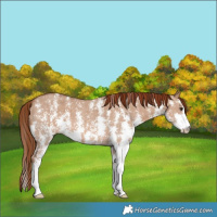 Horse Color:Red Dun Sabino 