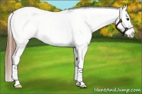 Horse Color:Smoky Grullo Splash Appaloosa 