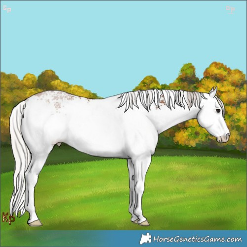 Horse Color:White Spotted Silver Brown 