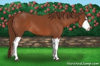 Horse Color:Chestnut Sabino Splash 