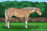 Horse Color:White Spotted Silver Bay Dun Sabino Splash 