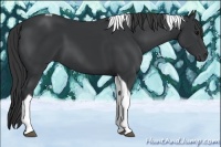 Horse Color:Black Tobiano