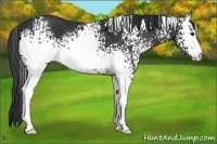 Horse Color:White Spotted Black