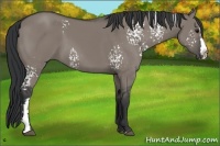 Horse Color:White Spotted Grullo Sabino Splash Frame 