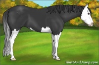 Horse Color:Black Sabino Splash 