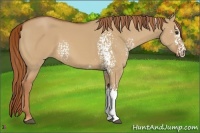 Horse Color:White Spotted Red Dun 