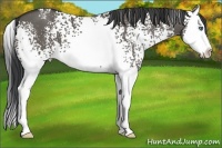 Horse Color:White Spotted Grullo Splash