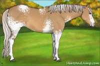 Horse Color:White Spotted Silver Bay Dun