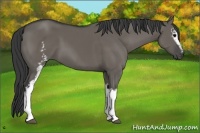 Horse Color:White Spotted Grullo