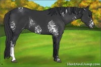 Horse Color:White Spotted Black 