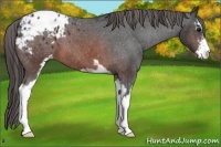 Horse Color:Brown Sabino Blanket 
