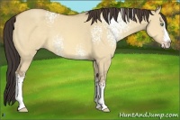 Horse Color:White Spotted Amber Champagne Dun Splash Rabicano