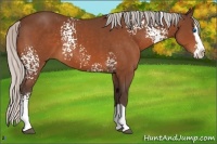 Horse Color:White Spotted Silver Bay Splash 
